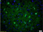 iNOS Antibody in Immunohistochemistry (Paraffin) (IHC (P))