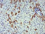 iNOS Antibody in Immunohistochemistry (Paraffin) (IHC (P))