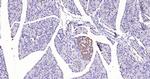 GPR49/LGR5 Antibody in Immunohistochemistry (Paraffin) (IHC (P))