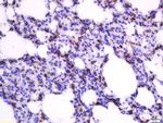 Heme Oxygenase 1, Heme Oxygenase 2 Antibody in Immunohistochemistry (Paraffin) (IHC (P))