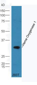 Heme Oxygenase 1, Heme Oxygenase 2 Antibody in Western Blot (WB)