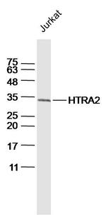 HTRA2 Antibody in Western Blot (WB)