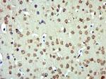 Angiotensinogen Antibody in Immunohistochemistry (Paraffin) (IHC (P))