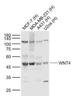 WNT4 Antibody in Western Blot (WB)
