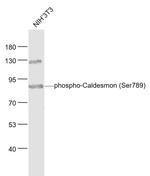 Phospho-Caldesmon (Ser789) Antibody in Western Blot (WB)