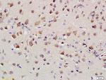 kNBC Antibody in Immunohistochemistry (Paraffin) (IHC (P))