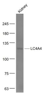 kNBC Antibody in Western Blot (WB)