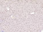 SLIRP/C14orf156 Antibody in Immunohistochemistry (Paraffin) (IHC (P))