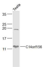 SLIRP/C14orf156 Antibody in Western Blot (WB)