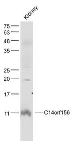 SLIRP/C14orf156 Antibody in Western Blot (WB)