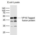 VP16 Tag Antibody in Western Blot (WB)
