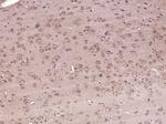 5HT4 Receptor Antibody in Immunohistochemistry (Paraffin) (IHC (P))