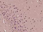 Apelin Receptor Antibody in Immunohistochemistry (Paraffin) (IHC (P))