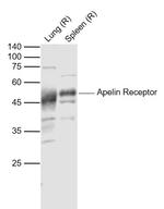 Apelin Receptor Antibody in Western Blot (WB)