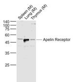 Apelin Receptor Antibody in Western Blot (WB)
