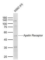 Apelin Receptor Antibody in Western Blot (WB)