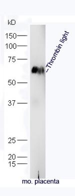 Thrombin light chain Antibody in Western Blot (WB)