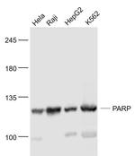 PARP1 Antibody in Western Blot (WB)