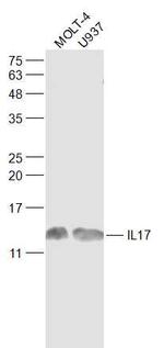 IL-17 Antibody in Western Blot (WB)