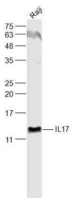 IL-17 Antibody in Western Blot (WB)
