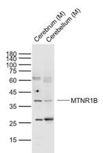 MTNR1B Antibody in Western Blot (WB)