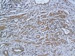 ADAR1 Antibody in Immunohistochemistry (Paraffin) (IHC (P))