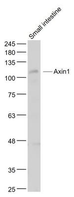 Axin1 Antibody in Western Blot (WB)