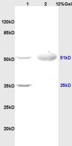 Noelin Antibody in Western Blot (WB)