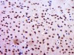 GAPDH Antibody in Immunohistochemistry (Paraffin) (IHC (P))