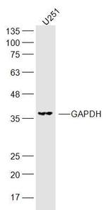 GAPDH Antibody in Western Blot (WB)