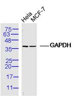 GAPDH Antibody in Western Blot (WB)