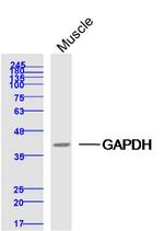 GAPDH Antibody in Western Blot (WB)