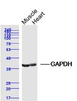GAPDH Antibody in Western Blot (WB)
