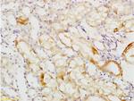 Uromodulin Antibody in Immunohistochemistry (Paraffin) (IHC (P))