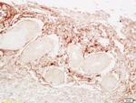 LDL Antibody in Immunohistochemistry (Paraffin) (IHC (P))