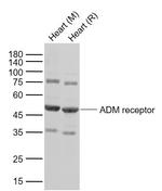 ADM receptor Antibody in Western Blot (WB)