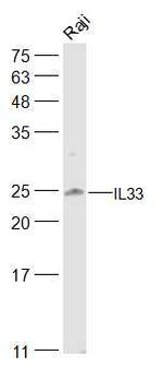 IL-33 Antibody in Western Blot (WB)
