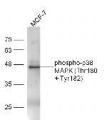 Phospho-p38 MAPK (Thr180, Tyr182) Antibody in Western Blot (WB)