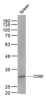 CD80 Antibody in Western Blot (WB)