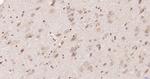 PAX6 Antibody in Immunohistochemistry (Paraffin) (IHC (P))