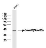 Phospho-Smad3 (Ser423) Antibody in Western Blot (WB)