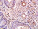 LYRIC Antibody in Immunohistochemistry (Paraffin) (IHC (P))