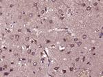 bFGF Antibody in Immunohistochemistry (Paraffin) (IHC (P))