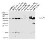 AJAP1 Antibody in Western Blot (WB)