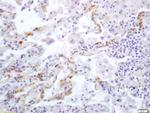 Integrin alpha V/CD51 Antibody in Immunohistochemistry (Paraffin) (IHC (P))