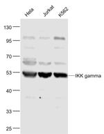 IKK gamma Antibody in Western Blot (WB)