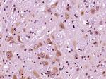 SIRT1/sirtuin 1 Antibody in Immunohistochemistry (Paraffin) (IHC (P))