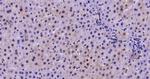 Nur77 Antibody in Immunohistochemistry (Paraffin) (IHC (P))