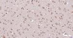 Nur77 Antibody in Immunohistochemistry (Paraffin) (IHC (P))