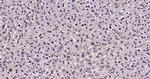 Nur77 Antibody in Immunohistochemistry (Paraffin) (IHC (P))
